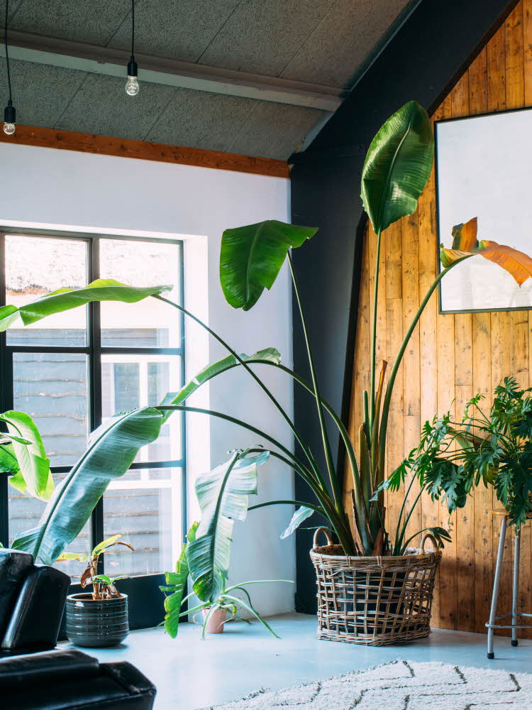 Stor grønn plante i en trendy stue