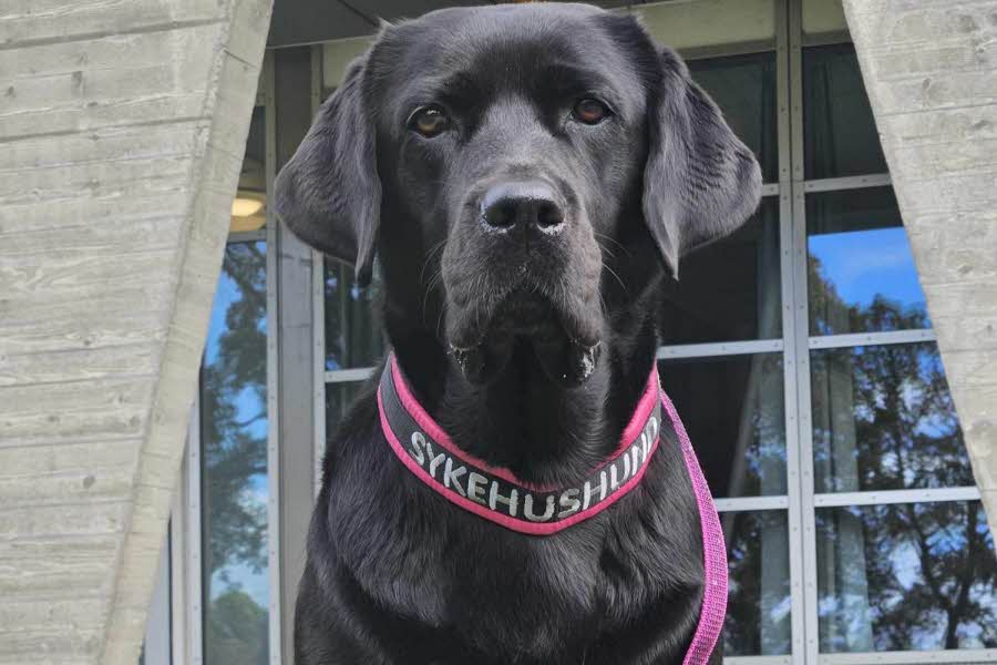 Sort labrador med rosa halsbånd det står Sykehushund på