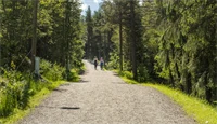 Bilde av to mennesker som går på en sti i skogen