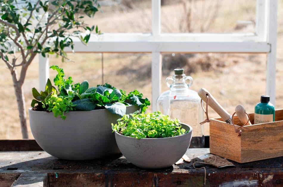 Bord med to potter med grønnsaksplanter og kasse med hageredskaper