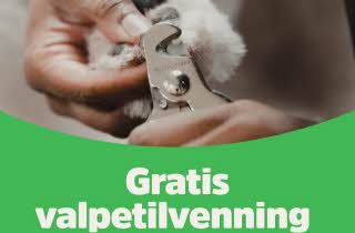 Gratis valpetilvenning kloklipp