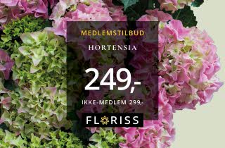 BILDE MED HORTENSIA  MED PLAKAT FORAN, KR 249,-