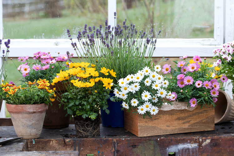 bievennlige blomster i potter