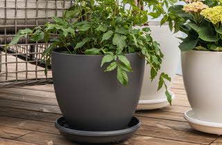 En grå og to hvite blomsterpotter med grønne planter på en terrasse.