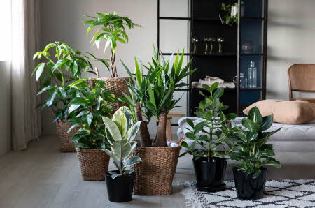Flere ulike store grønne planter