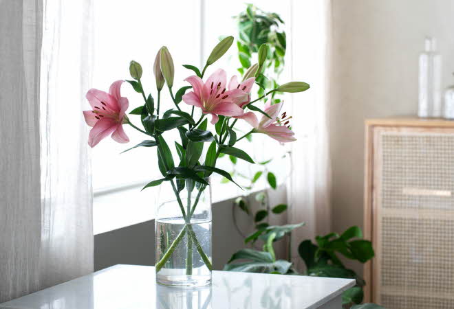 En vase med rosa liljer står på et bord ved et vindu, omgitt av grønne planter.