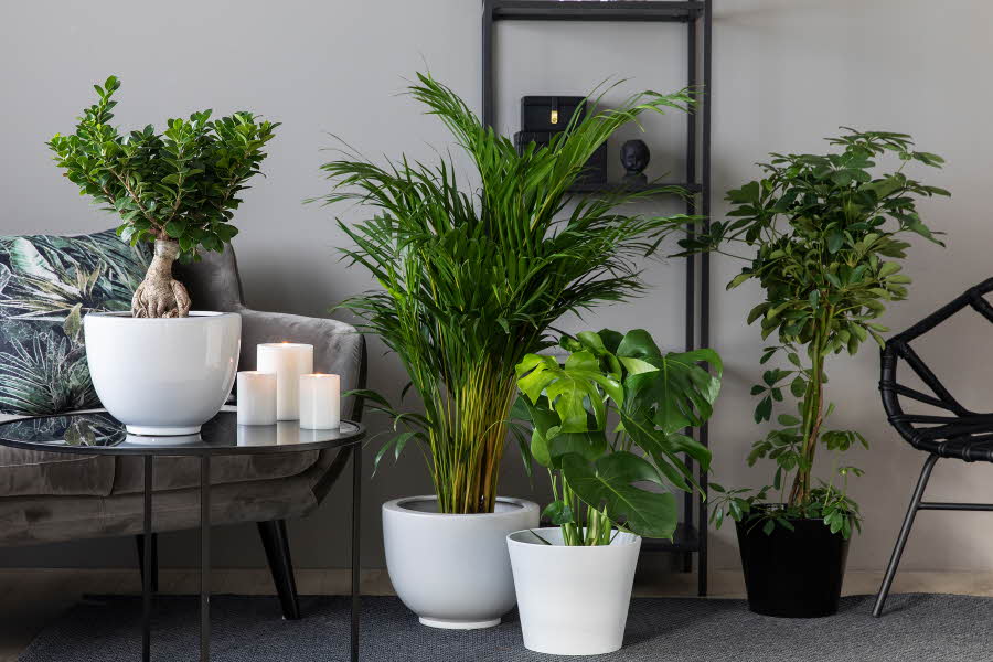 grønne stueplanter