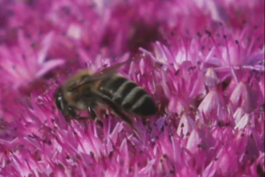Bie i blomst