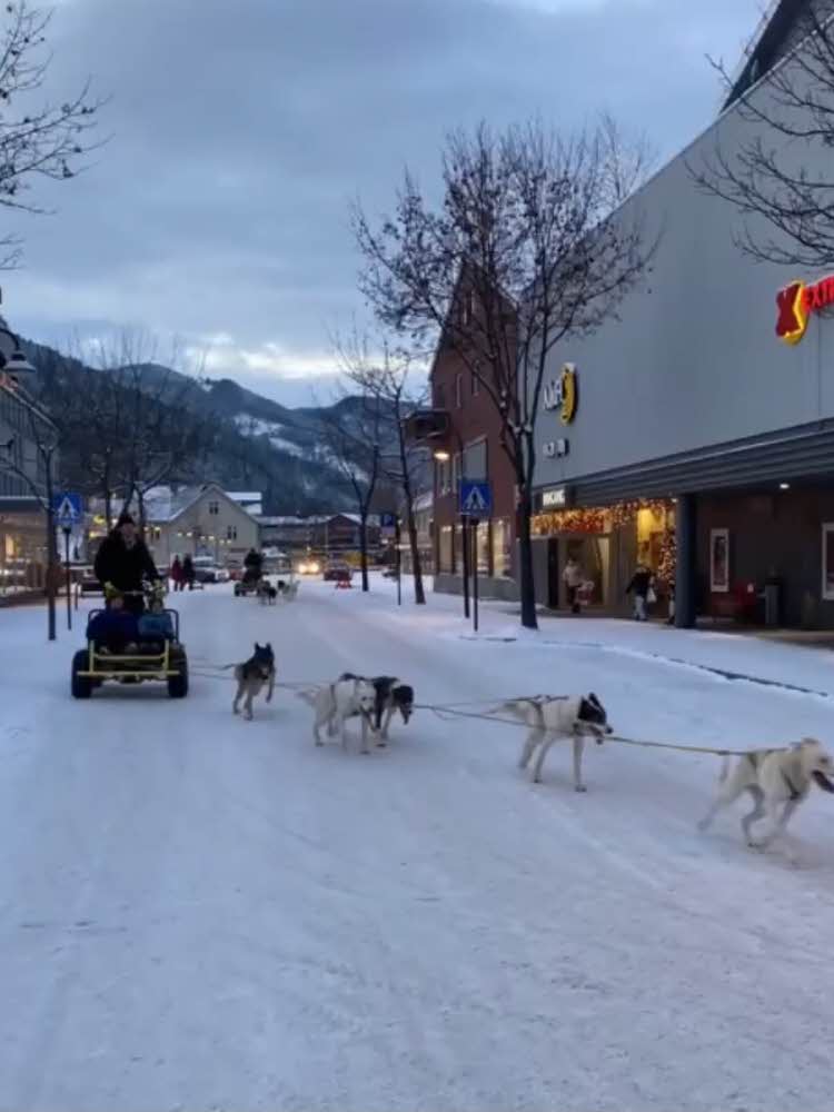 hundespann i Otta sentrum