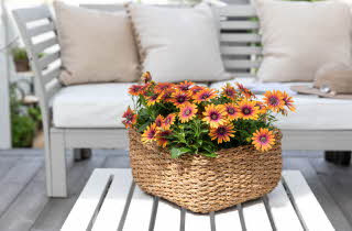 Kurv med blomster på et hvitt bord foran en utesofa.