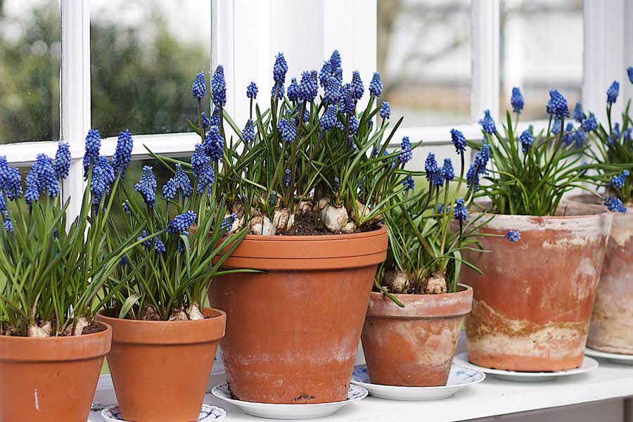 blå blomstrer i brune potter
