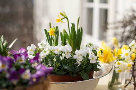 potte med gule og hvite blomstrer