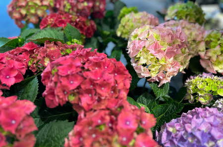 Hage Hortensia i rød, rosa og lilla