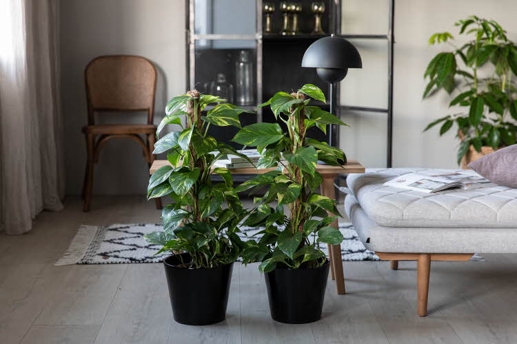 Grønnpotteplanter på et gulv