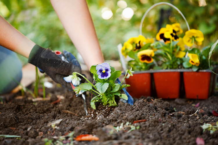 Nærbilde av planting av gule og blå hageblomster. Foto til artikkel om dekorasjoner til 17.mai.