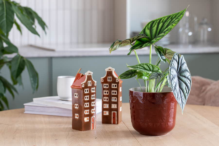 Grønne planter gjør underverker. Frisk opp hjemmet med vakre og lettstelte planter – nå til ekstra gode priser.


