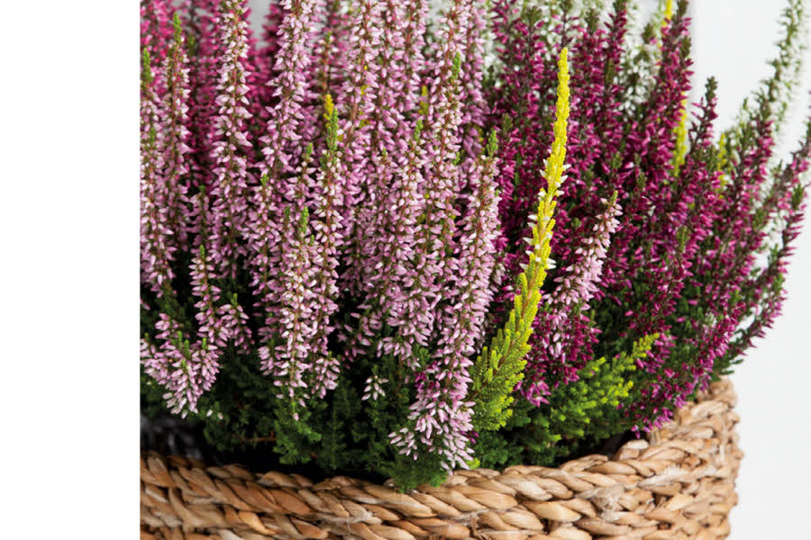 calluna plante