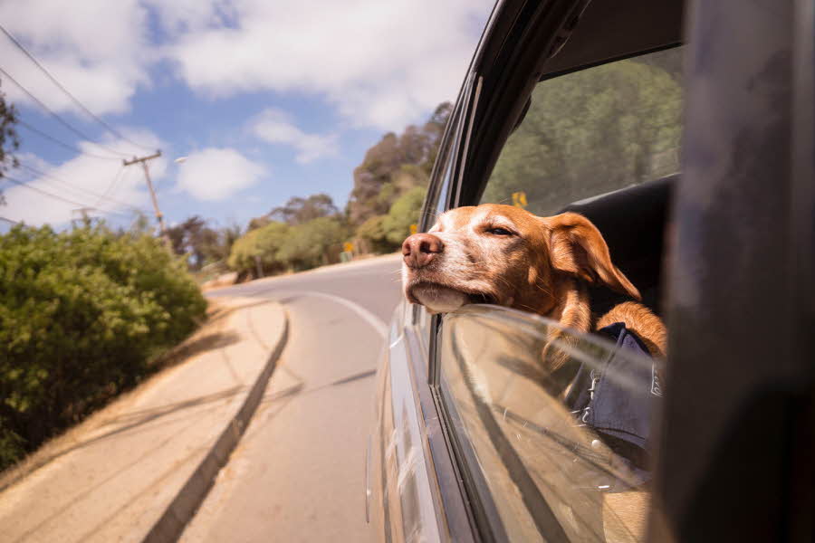 Det kan bli opp til 80 grader i en bil i solen, så pass ekstra godt på de pelskledde vennene dine i varmen! 