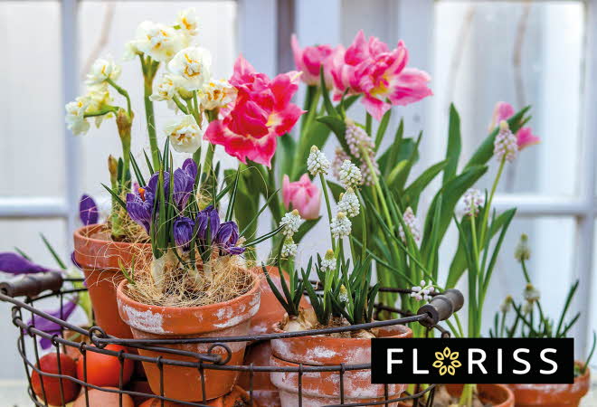 Flere potter med løkblomster som står ute i en kurv av metall