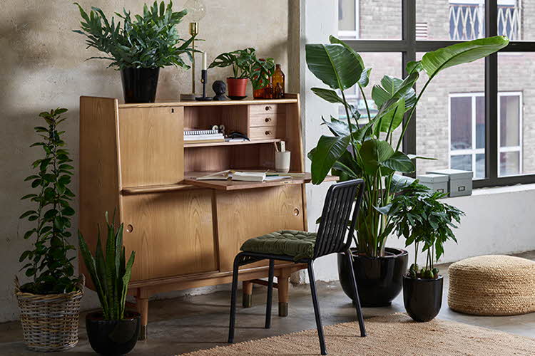 Miljø med grønne planter