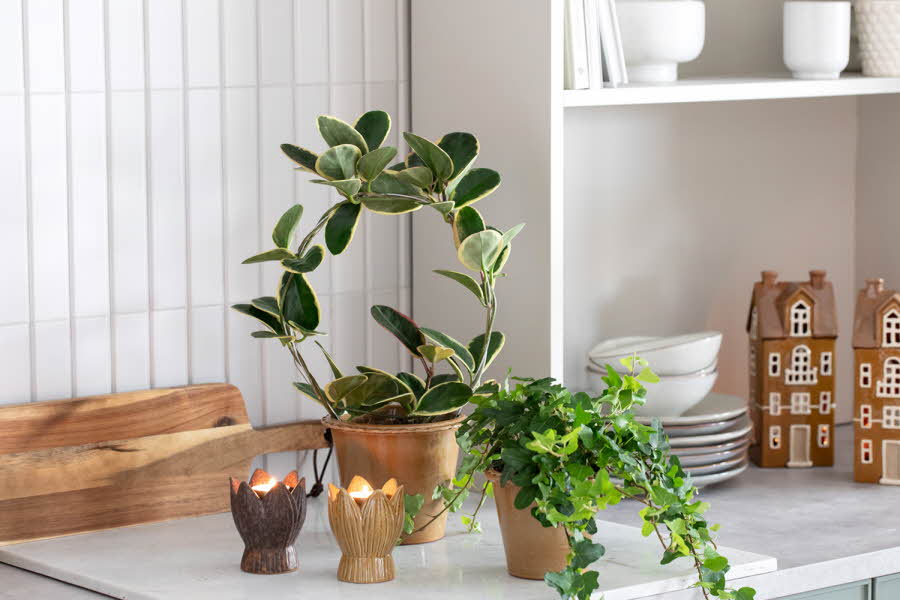Skap liv og stemning med fine, grønne planter. Her er våre tips.