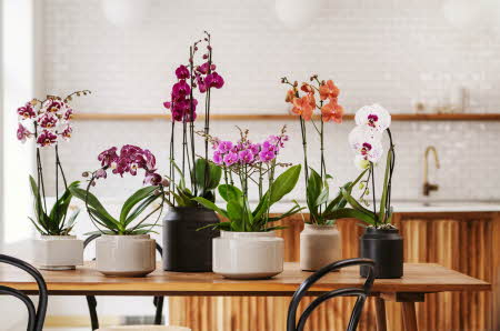 Orkideer på et bord