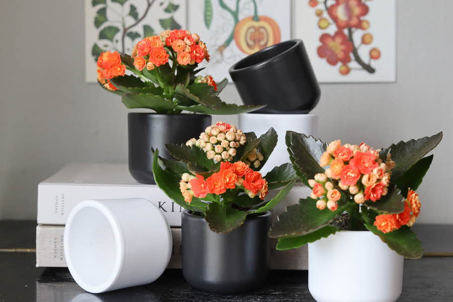 hvite og sorte potter med oransje blomstrer