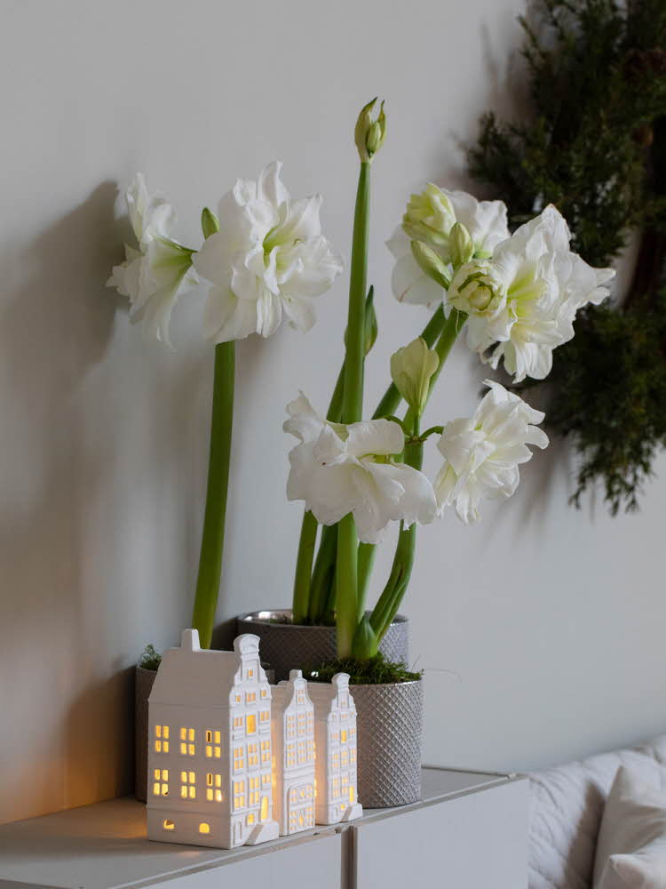 Tre lyshus på et skap sammen med tre potter med hvite amaryllis