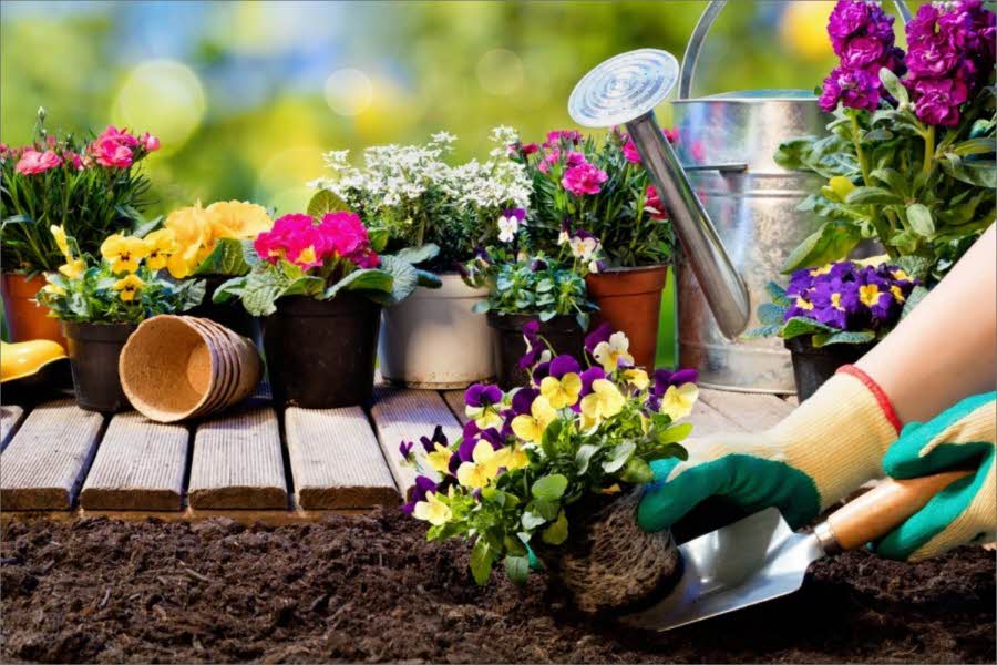 Skal du i gang med planleggingen av årets hage? Eller kanskje du har lyst å utforske mulighetene for å dyrke frukt og grønnsaker hjemme?