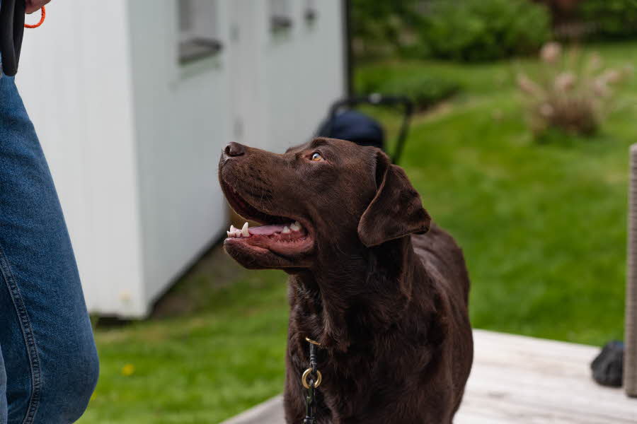 En brun labrador ser opp på sin eier