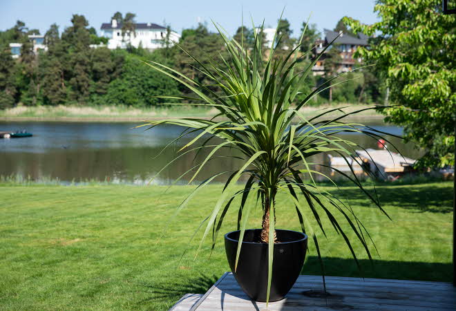 Stor potteplante på terrasse med utsikt over innsjø og trær.