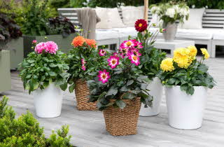 Fargerike blomster i potter på en terrasse.