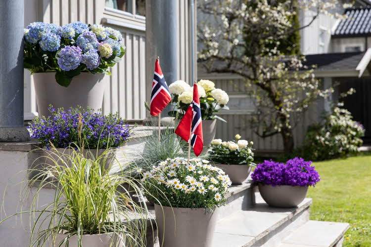 blomster i ulike farger