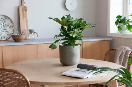 Grønn plante i potte på rundt trebord i et lyst kjøkken.